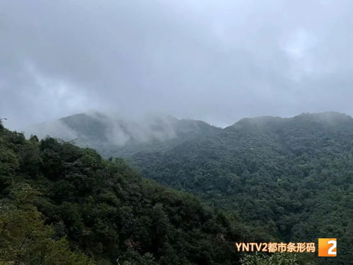 哀牢山景区安全警示，守护游客安全，共创和谐旅游环境