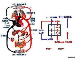 发动机，汽车心脏的比重与性能之谜